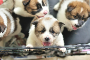Thai Bangkaew dog, Bangkaew puppy in cage, Bangkaew puppy portrait