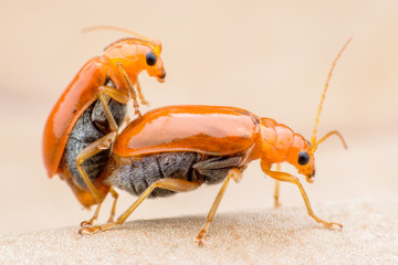 Close up Cucumber or Cucurbit beetle mating on dried leaf