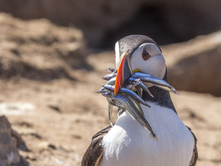Puffin with nine sand eels in beak