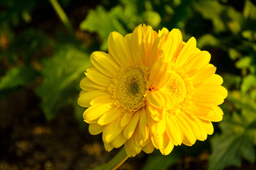 Twin yellow daisy flowers in the sun in the garden