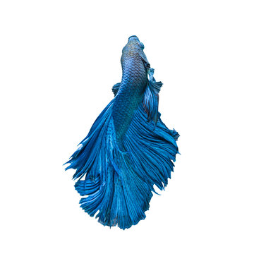 recommend clip art: Blue fighting fish isolated on black background, This has clipping path.