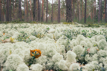 Cladonia rangiferina or reindeer lichen