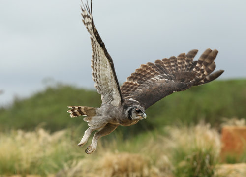 Close up of a Verreaux's Eagle Owl in flight