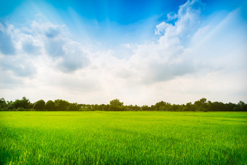 Obraz premium Paddy rice field