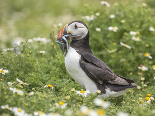 Skomer Puffin surrounded by daises holding several sandeels in its beak 