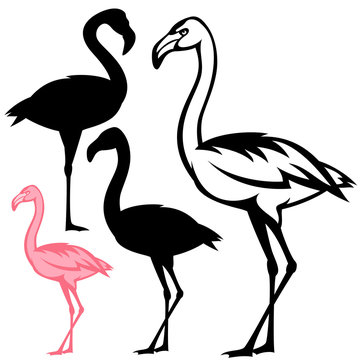 flamingo birds vector design set