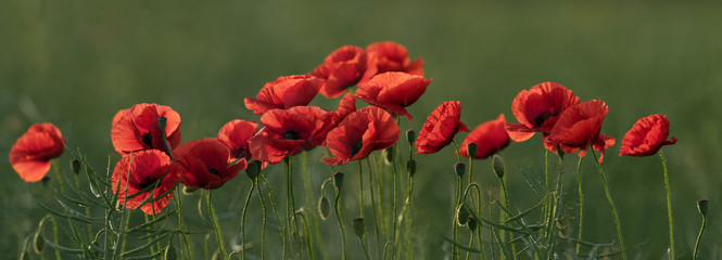 Fototapeta na wymiar Red Poppy Flowers