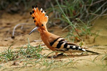 Hoopoe, Upupa epops, sitting in the sand, bird with orange crest, Spain. Beautiful bird in the nature habitat. Animal from Southern Europe. Hoopoe from Gran Canaria Island. © ondrejprosicky