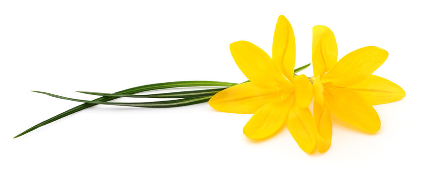 Fototapeta Two yellow flowers.