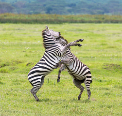 Zebra Rough Housing