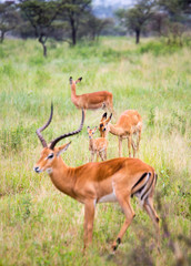 Fototapeta premium Impala Family