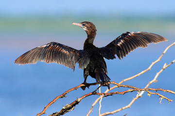 Little Cormorant, Phalacrocorax niger, with open wings. Water bird with blue water level in the background. Water bird in the nature habitat. Bird from Sri Lanka, Asia. Small black bird in the water