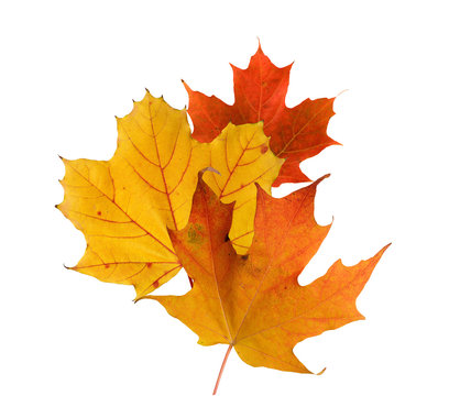 Colorful fall leaves on a white background