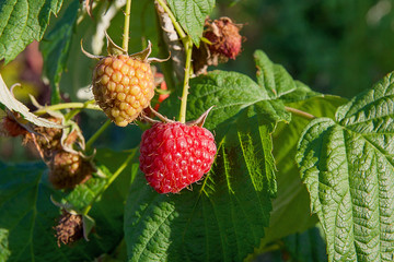Close up of the ripe and unripe raspberry in the fruit garden. G