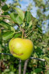 Shiny delicious green apples on a branch ready to be harvested i