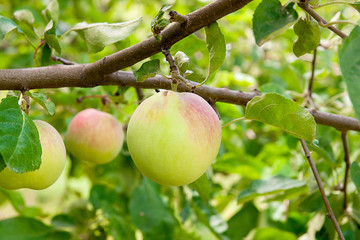 Shiny delicious apples hanging from a tree branch in an apple or