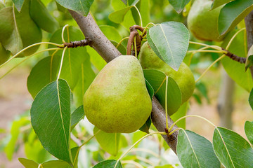 Shiny delicious pears hanging from a tree branch in the orchard.