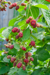 Close up view of a bunch of blackberry. Ripening of the blackber