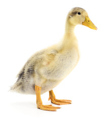 one yellow duckling