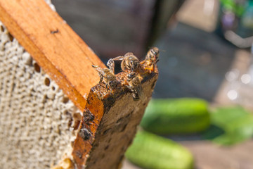 Сlose up view of the working bees.