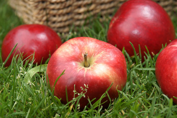 Discovery apples being harvested