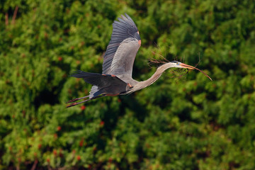 Flying heron in the green forest habitat. Action scene from nature. Great Blue Heron, Ardea herodias, in fly. Wildlife in Florida, USA. Water bird in flight.