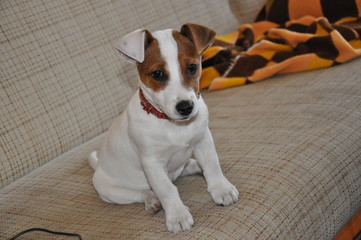 jack russell terrier © braindead1977