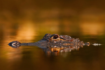 American Alligator, Alligator mississippiensis, NP Everglades, Florida, USA. Crocodile in the water. Crocodile head above water surface. Alligator with golden evening sun. Alligator in the nature.