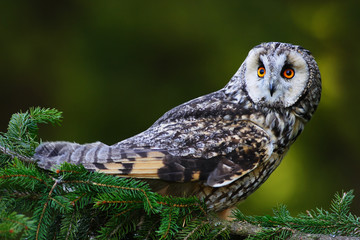 Long-eared Owl sitting on the branch in the spruce larch forest during autumn. Nice bird in the nature habitat. Owl sitting on the tree. Animal from France