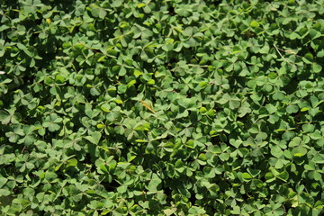 Obraz premium A garden full of thick clover growth