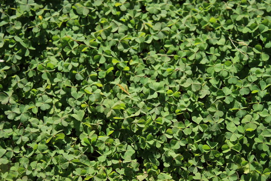 A garden full of thick clover growth