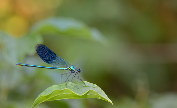 blue Coenagrionidae dragonfly