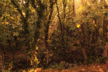 Fototapeta na wymiar Enchanted Forest. Lovely Autumn Forrest with Sunrays in Sicily, Europe