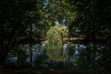 willow tree bending in a lake