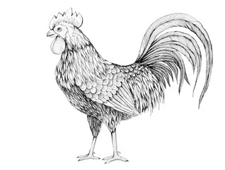 profile of cock - 121342795