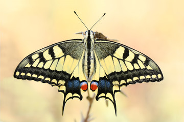 Wings