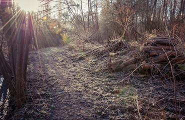 forest in autumn backlight