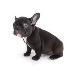 sad French Bulldog on white background