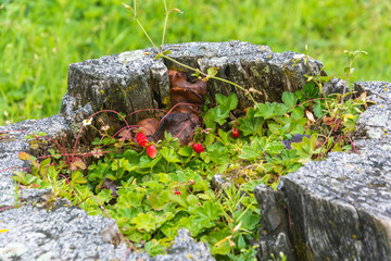 Red strawberries in an old tree stump.