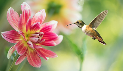 Obraz premium Koliber unosi się w powietrzu w ogrodzie