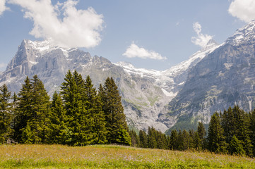 Obraz premium Grindelwald, Dorf, Wetterhorn, Grosse Scheidegg, Berner Oberland, Alpen, Schweizer Berge, Grindelwaldgletscher, Wanderweg, Wanderferien, Sommer, Schweiz