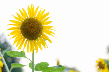 Field of sunflowers.