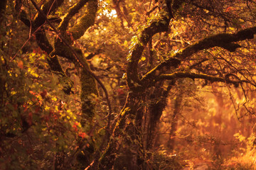 Enchanted Forest. Lovely Autumn Forrest with Sunrays in Sicily, Europe
