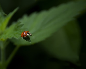 Harlequin ladybird on edge of leaf about to leap off.  UK