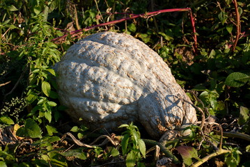 K&uuml;rbis auf dem Acker