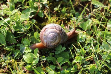 Macro photo of a snail on grass with early morning dew