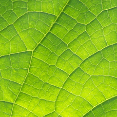 Fototapeta na wymiar Green Cucumber Leaf Texture as Natural Background