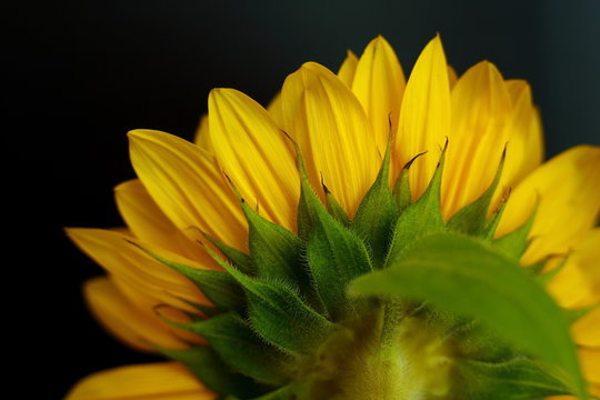 Back view of Sunflower in black background