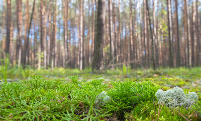 Ground Level View of Summer Coniferous Forest