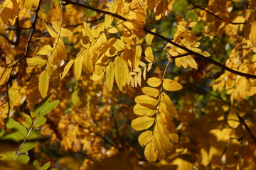 Autumn. Rowan. 